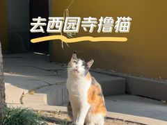 -西园戒幢律寺