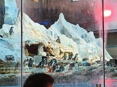 -帝企鹅自助餐厅•儿童岛•真企鹅(长隆企鹅酒店)