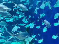 -上海海洋水族馆