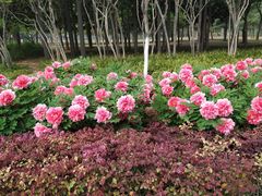 -洛阳市隋唐城遗址植物园