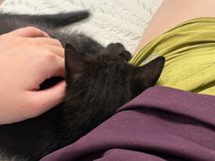 -宠颐生宠物医院·心肾内科·猫专科诊疗中心宠巢店