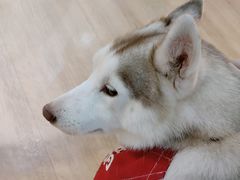 -Husky Go! 哈士奇体验馆·宠物咖啡厅狗咖