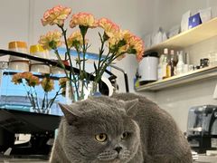 -松松咖啡