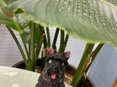 -北京博爱动物医院有限公司