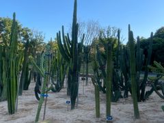 -东莞植物园