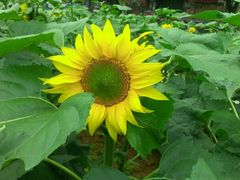 android_upload_pic-松山湖梦幻百花洲
