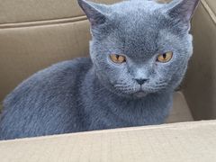 -瑞派动物医院·猫专科·至诚(江南中分院)