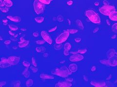 -波塞冬旅游度假区