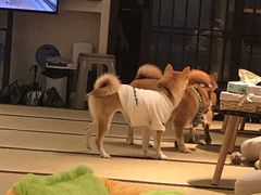 -逗柴咖啡屋·狗咖猫咖宠物桌游