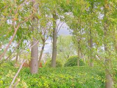 -上海长兴岛郊野公园