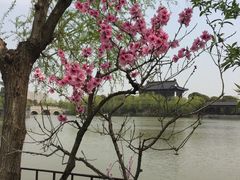 -南汇桃花村
