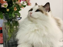 -东方名猫馆·英短金渐层布偶猫舍(环线广场1号楼店)