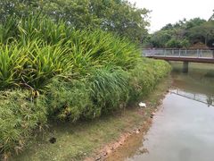 -福田红树林生态公园