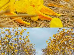 -露天矿生态公园