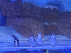 -海合安成都极地海洋公园