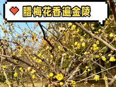 -梅花山(明孝陵内)