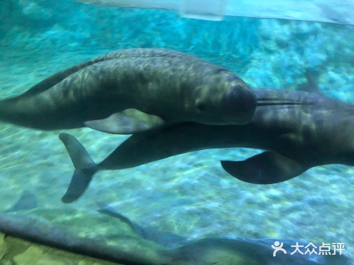 郑州海洋馆图片