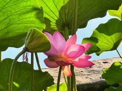 -莲花池公园