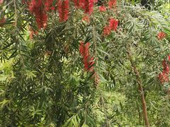 -呀路古热带植物园
