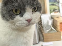 -MOCHA明星猫咖(田子坊店)