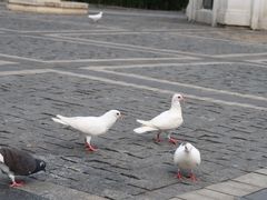 -星巴克(杭州龙坞茶镇店)