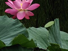 -莲花池公园