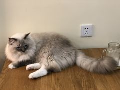 -滚猫咖啡·猫咖·猫友好撸猫(未来城店)