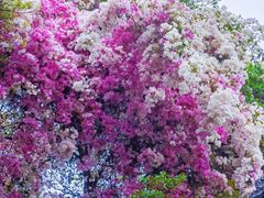 -深圳国际园林花卉博览园