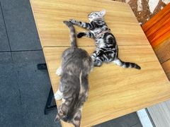 -兄弟鸡排.芋泥香酥鸭(淮海街店)