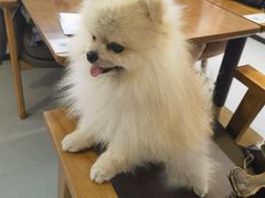 -乔曰Qiao Yue·茶咖局