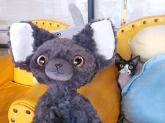 -70cat德文卷毛猫·缅因猫纯种猫舍