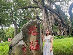 -瑞丽独树成林风景区