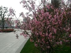 android_upload_pic-南翔镇银翔湖公园