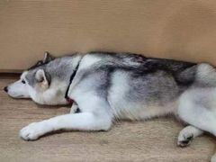 -Husky Go! 哈士奇体验馆·宠物咖啡厅狗咖