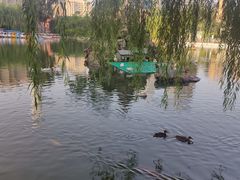 -团结湖公园
