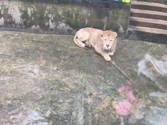 -贵州森林野生动物园