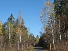 景点-五营红松林海景区