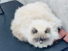-瑞派紫金宠物医院24小时·骨科·中兽医·重症转诊中心(番禺大石院)