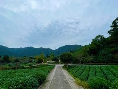 -龙坞茶村