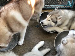 -TrueLove @ Neverland (Husky Cafe)