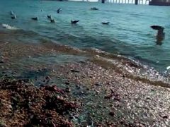 -星海湾跨海大桥