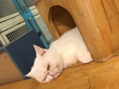 -猫小院猫主题咖啡厅(北锣店)