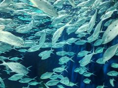 -上海海洋水族馆