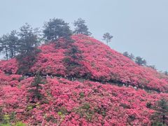 -木兰云雾山