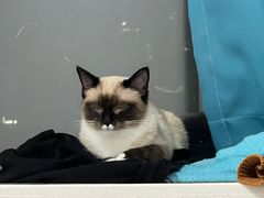 -伟伟宠物医院·瑞派猫友好医院·猫科(光谷店)