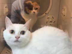 -袖虎宠物·金渐层缅因猫舍(灵芝店)