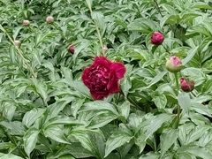 -莲花池公园
