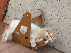 -有猫主题·治愈系猫咖(曾厝垵店)