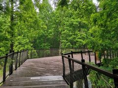 -黄海国家森林公园