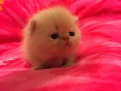android_upload_pic-爱宠屋pet shop·宠物洗澡·宠物美容